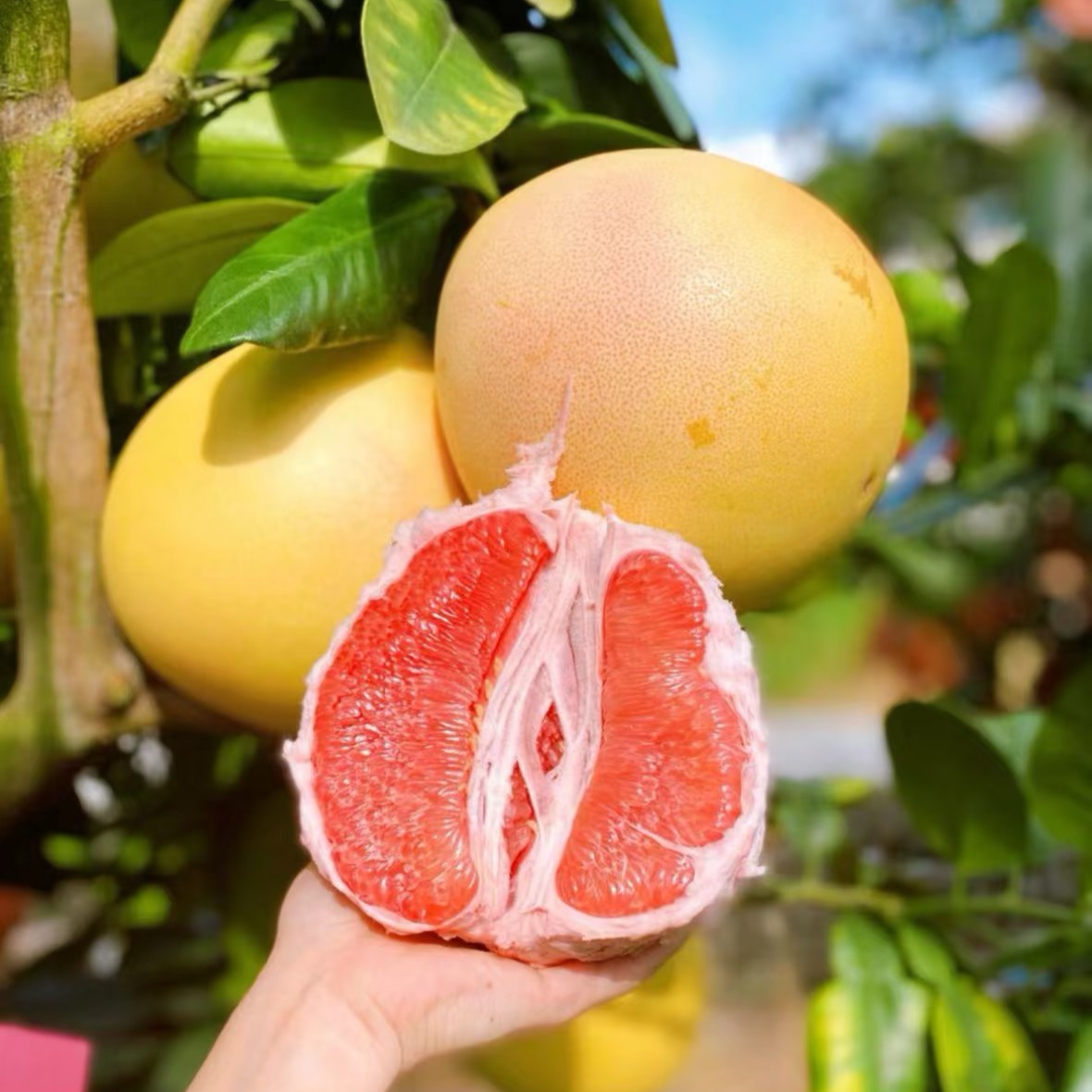福建平和琯溪红心蜜柚新鲜水果现摘现发酸甜可口