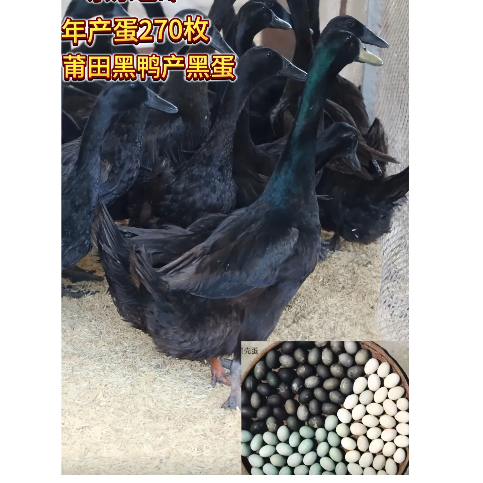 宠物鸭莆田黑鸭3两左右黑壳蛋鸭产蛋王脱温好活顺丰包邮