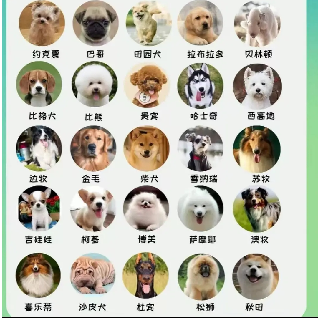 默染直播通用活体宠物链接