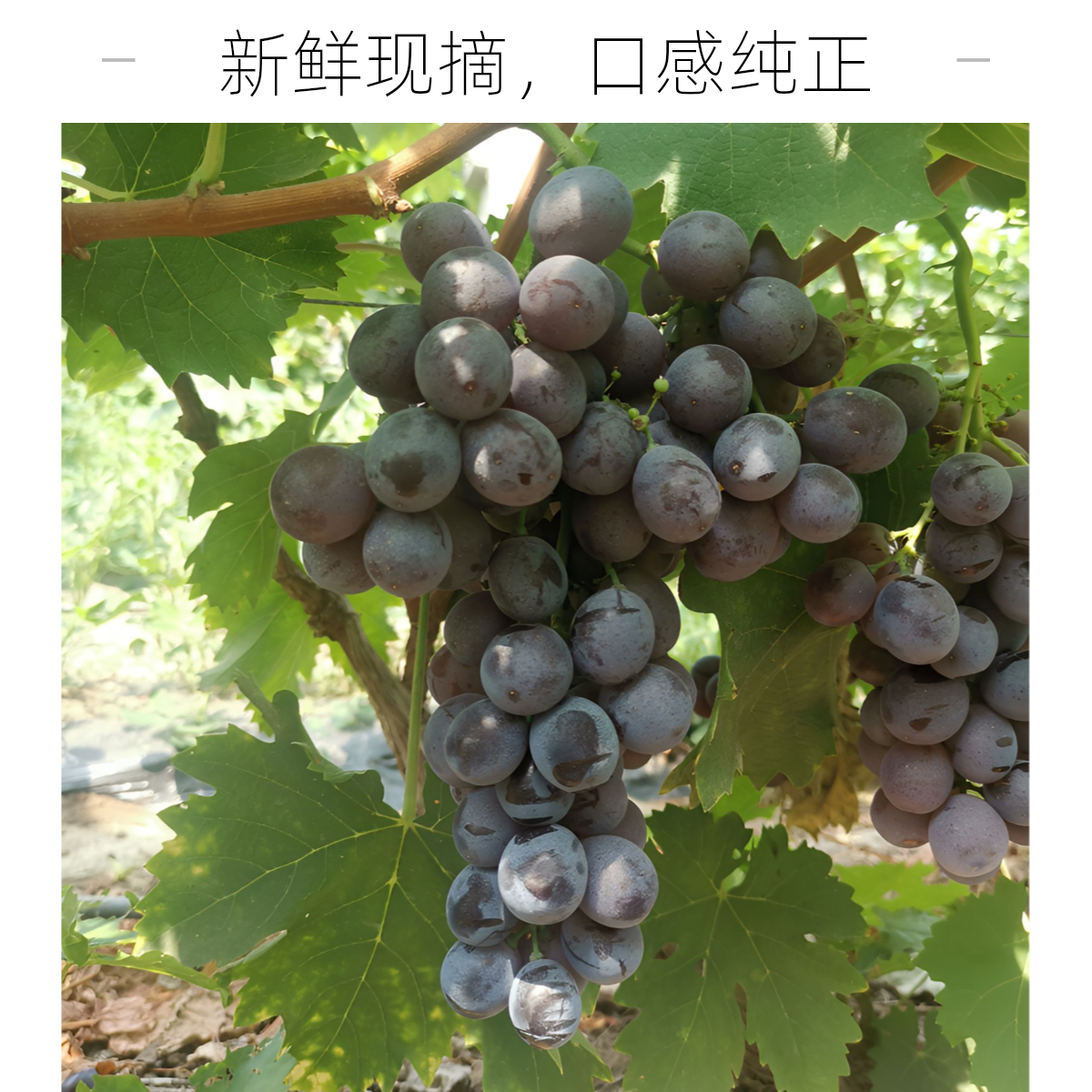 山东平度大泽山早霞玫瑰香葡萄现摘现发新鲜当季水果250g山东省