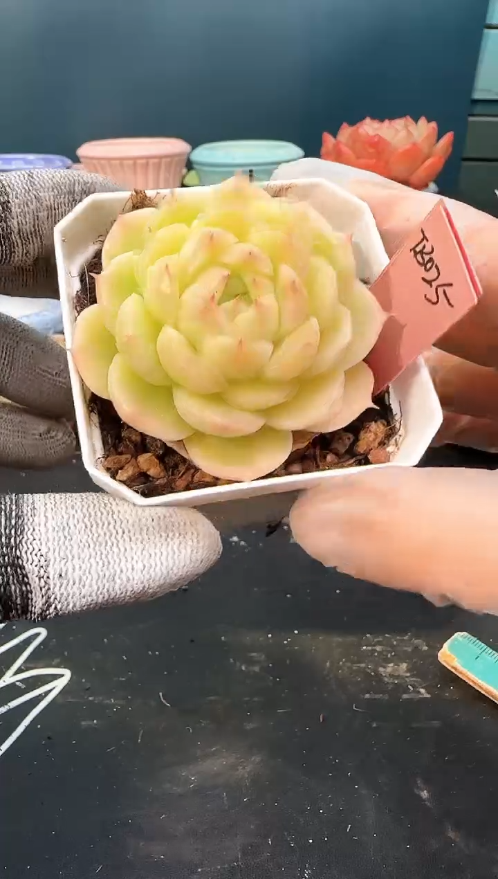 2 818 tb025   （冠幅 6 cm）