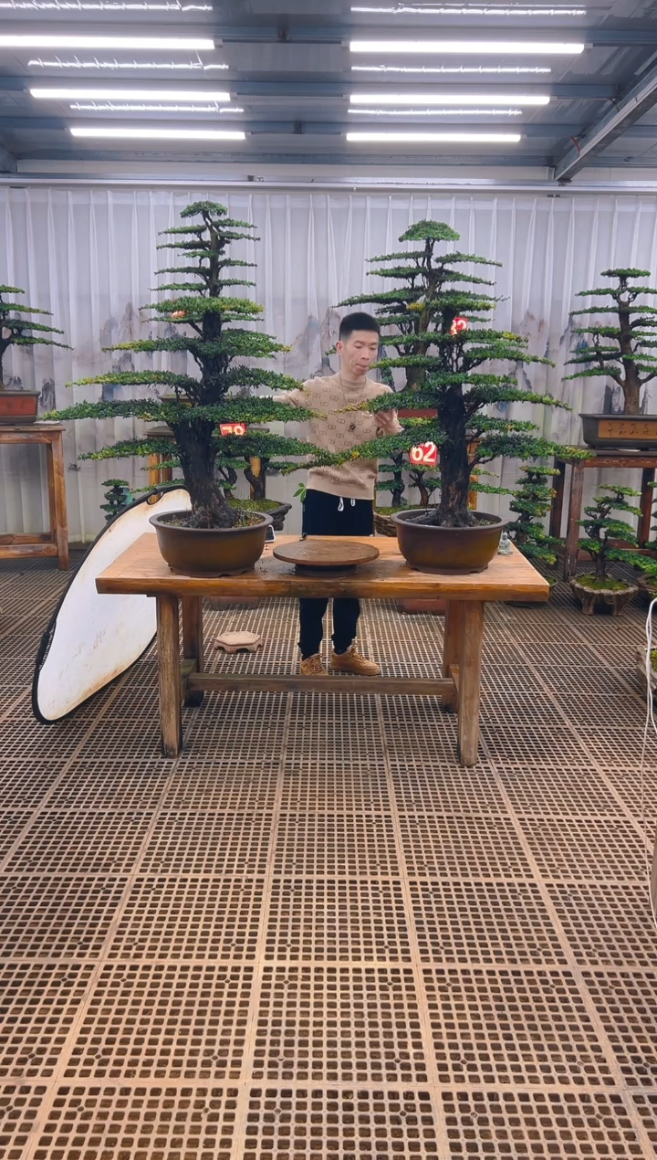 无花朵用****5精品盆景直播间一物一拍