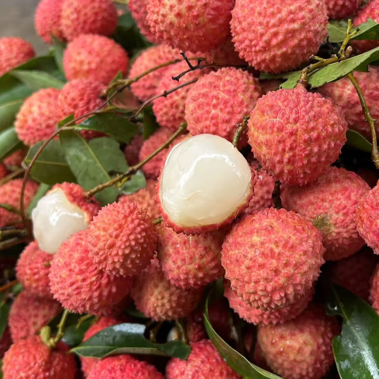 【锁鲜冷链直发】真桂味 现摘现发新鲜桂味荔枝当季鲜水果发货