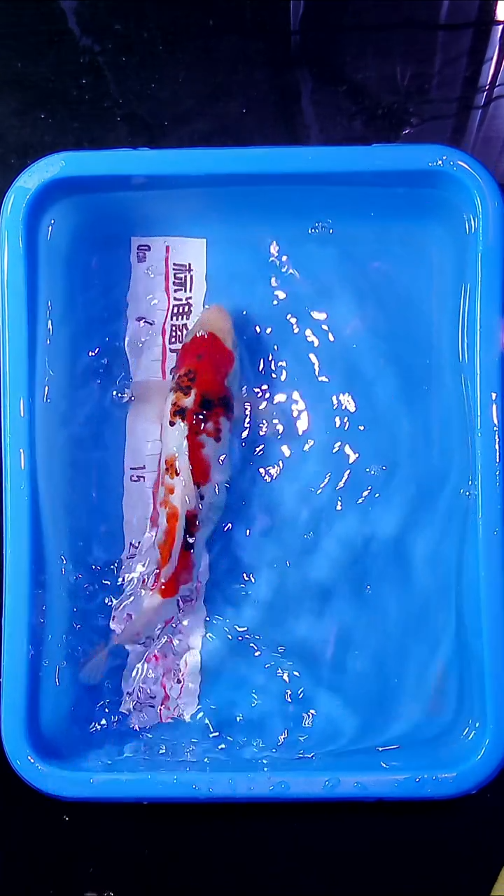 锦鲤直播间菁选 对版发货 39