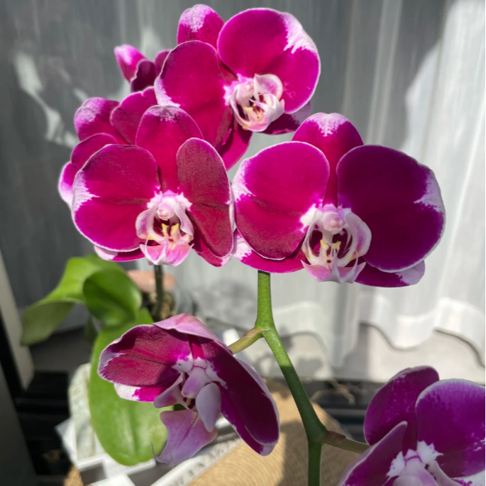 金太阳【五星上将】3.5寸杯蝴蝶兰带花苞开放度低大花型 基地直发