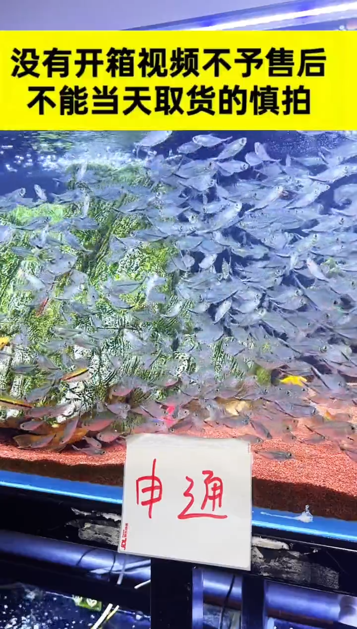 灯科鱼黑尾大勾3~4cm45条+送5条备损 到手共50条(赠送不包损)