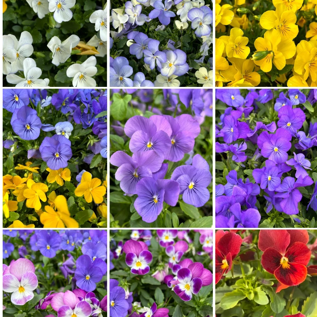 【角堇盲盒】角堇花卉耐寒耐热适合阳台庭院种植