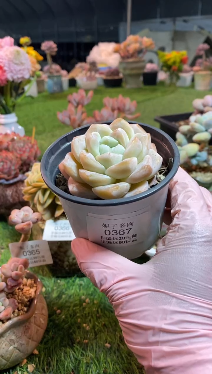 【闪购商品】0367a