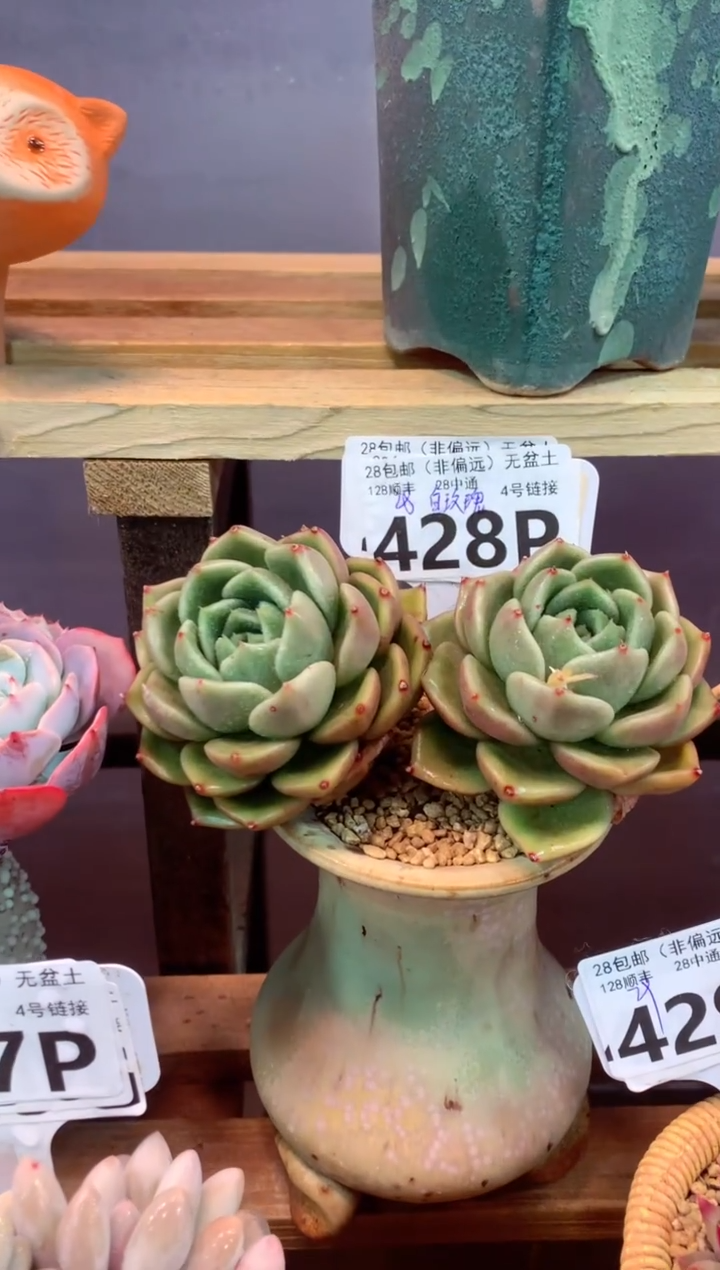 428P（一物一拍，精品多肉，所见即所得 ）