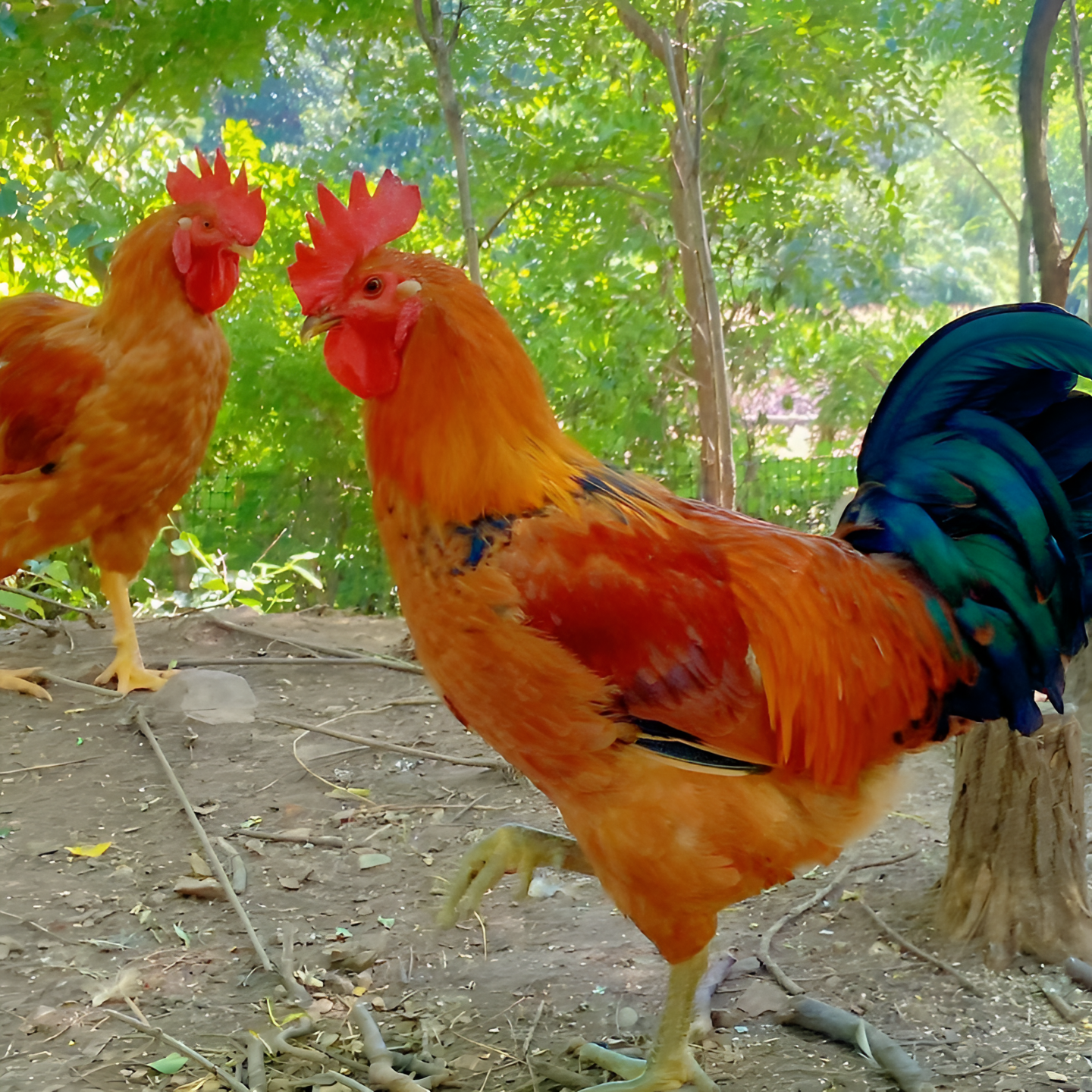 庄河林下散养大骨鸡，毛重8斤以上，保净重6.5斤 包冰率不含冰