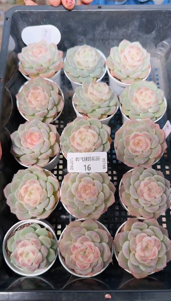 1218-16冰心28多肉量拍任意发一颗群生不包整