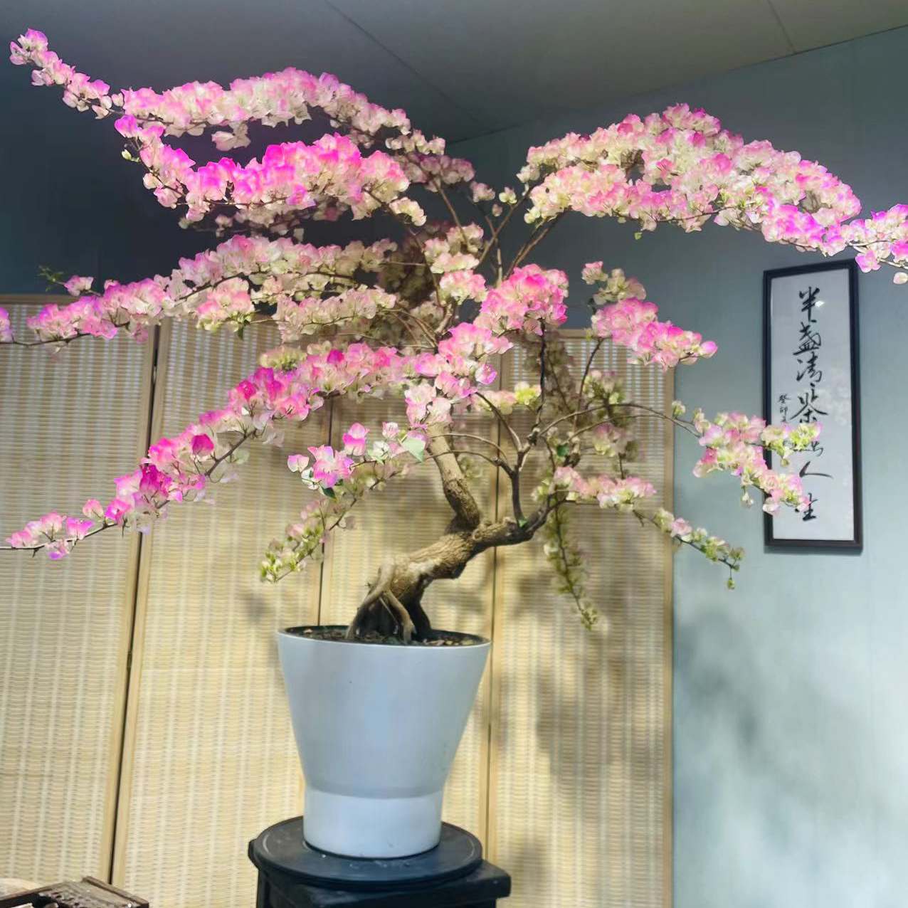 三角梅【一物一拍】三角梅四季开花爬藤飘枝好养护