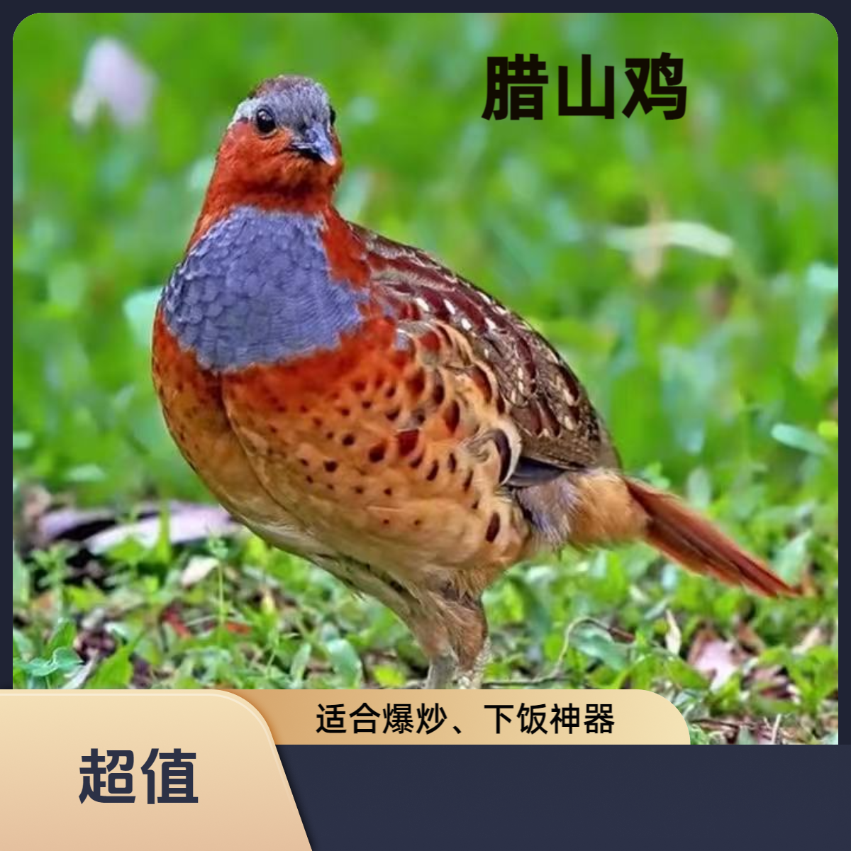 湘西下山货腊山鸡