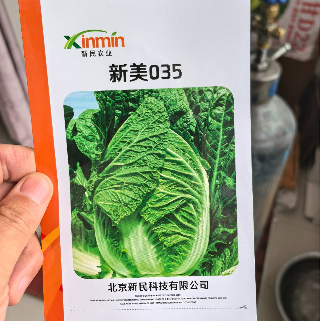 鑫红麟新美035黄芯白菜，春季保护地专用，直筒，中棵型，早熟性好