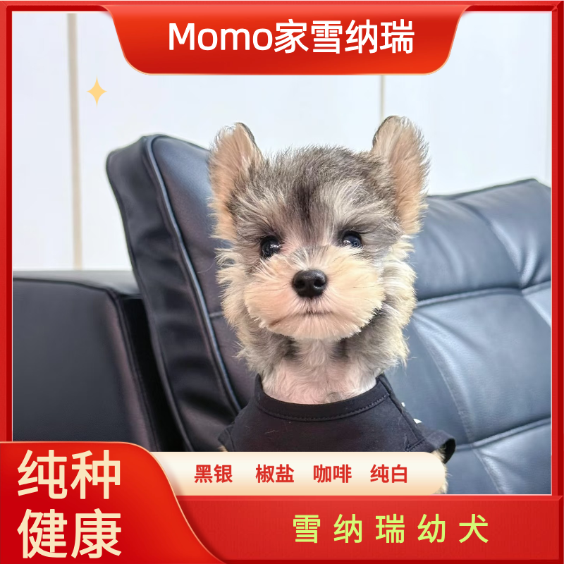 【Momo家雪纳瑞】雪纳瑞幼犬宠物活体狗狗全款链接 仅支持平台交易