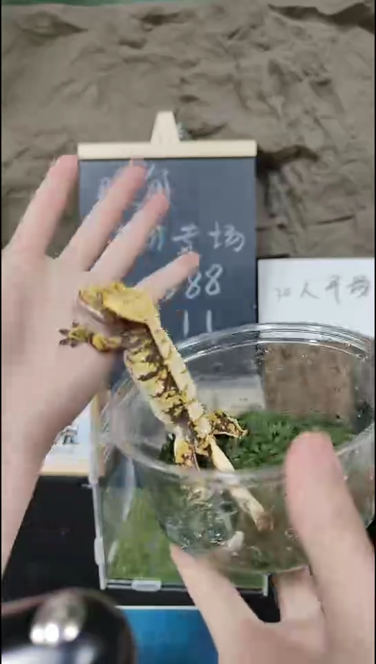 睫角守宫813-4黑底奶油三色