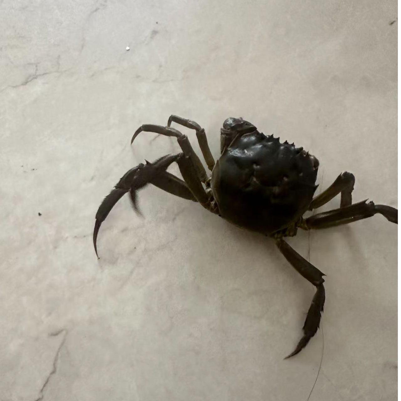 【活蟹】盘锦河蟹河蟹公蟹1.9-1.7两/只＋母蟹1.6-1.3两/只13-19只