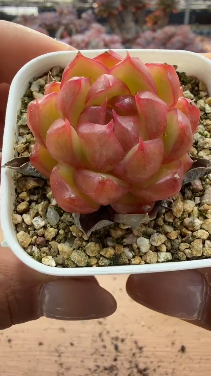 东云多肉园二店-132