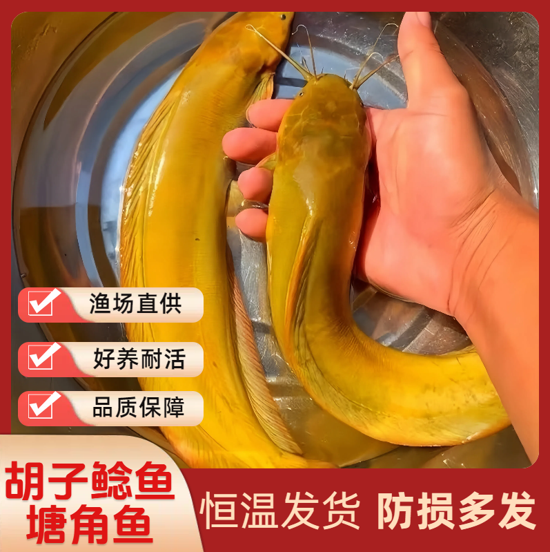 皇妃一号塘角鱼5.0本地塘鲺三黄塘鲺水族活体淡水好饲养 渔场直发