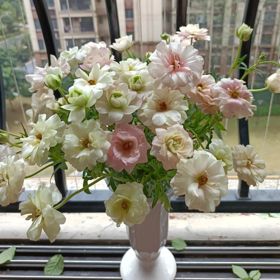 【新品推荐香槟蝴蝶洋牡丹】云南鲜花全店任意两件升级包邮送货上门