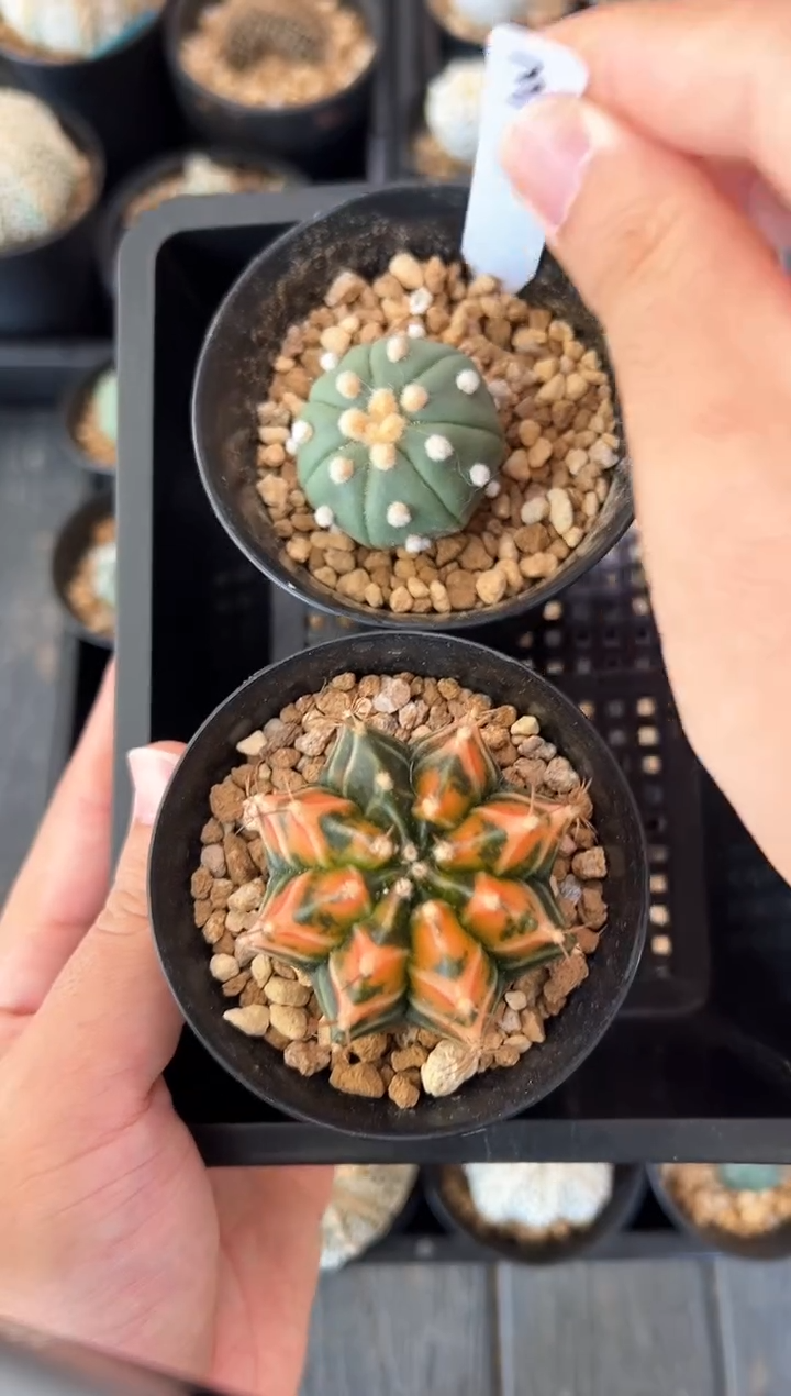 两颗实生根星兜组合，编码37