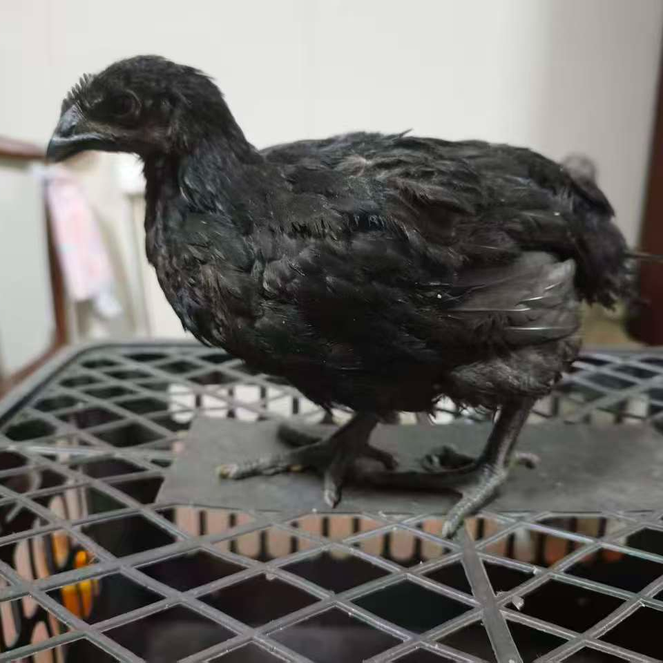 【活体】宠物鸡黑色活泼可爱观赏性强可互动