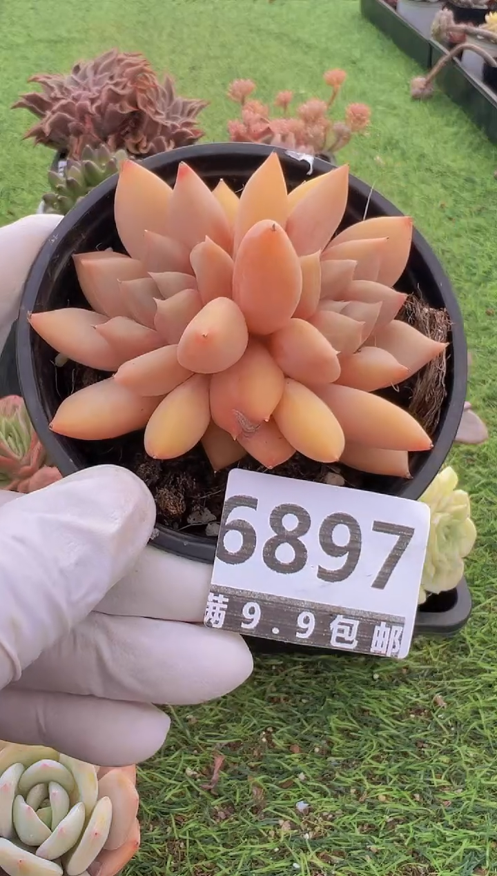 【闪购商品】信福多肉一物一拍