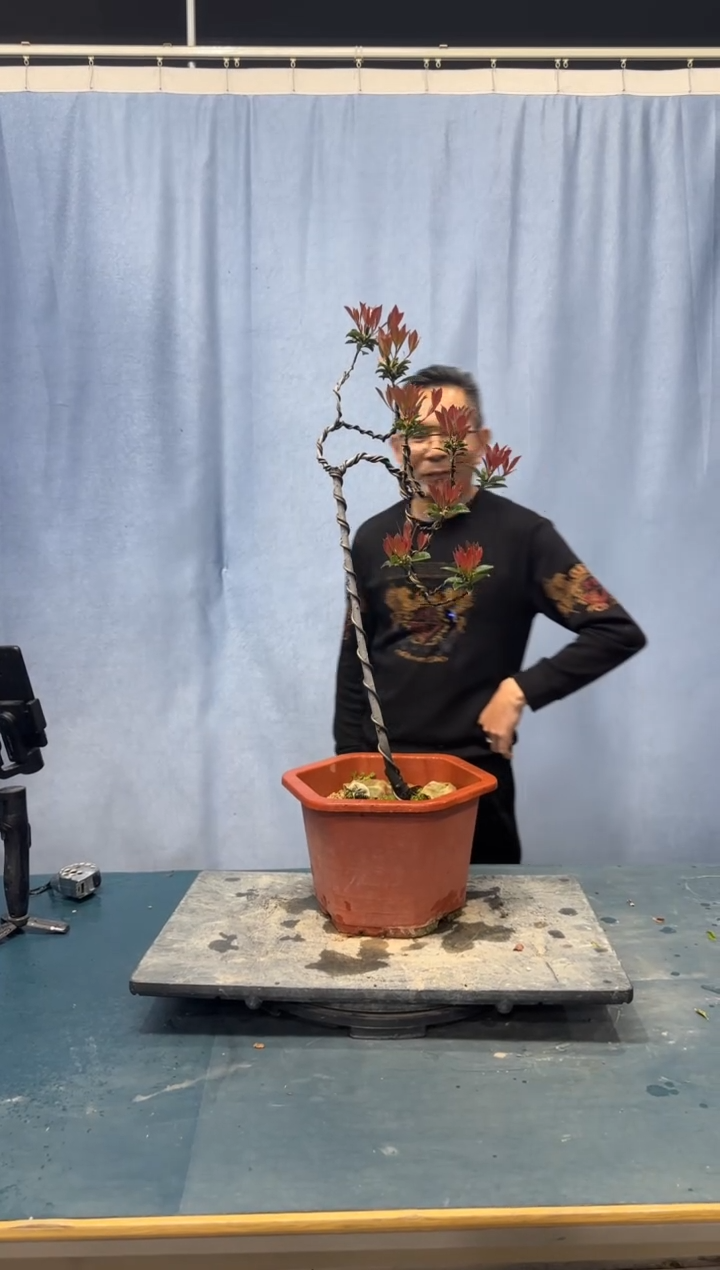 【闪购商品】盆景春花