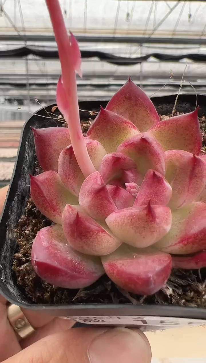 【闪购商品】新款多肉-155