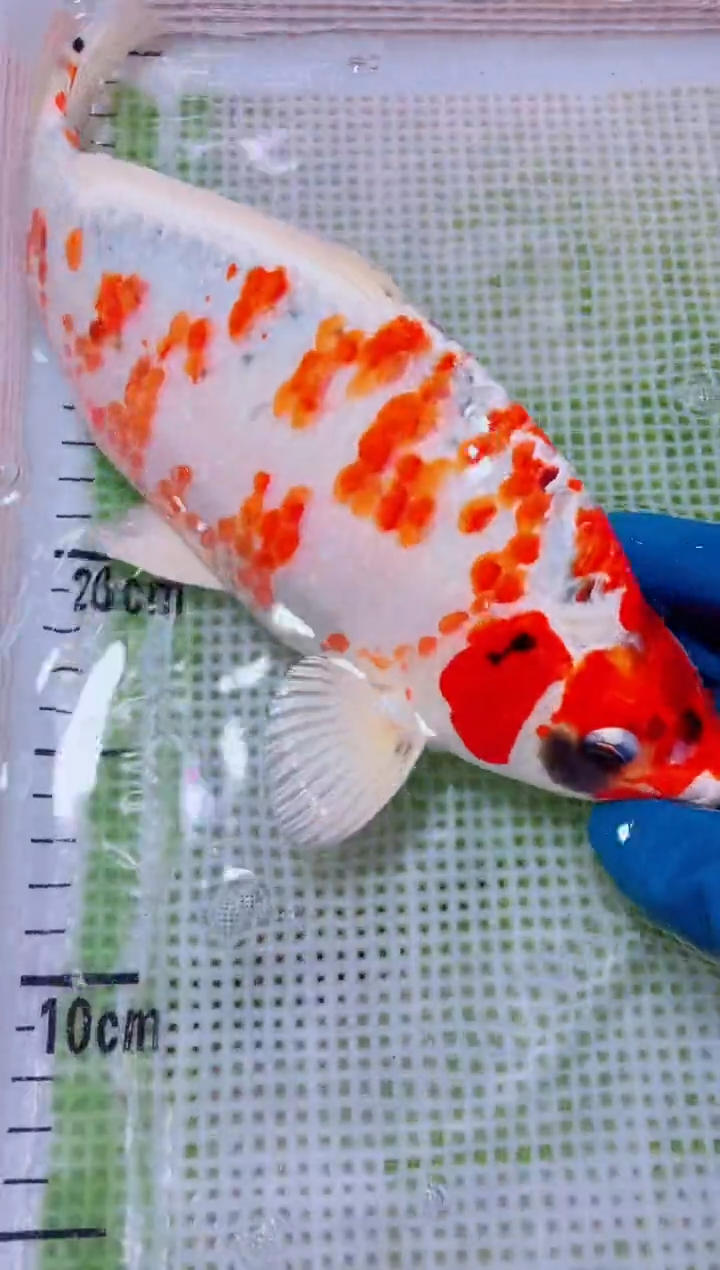 锦鲤血统锦鲤全场包邮139