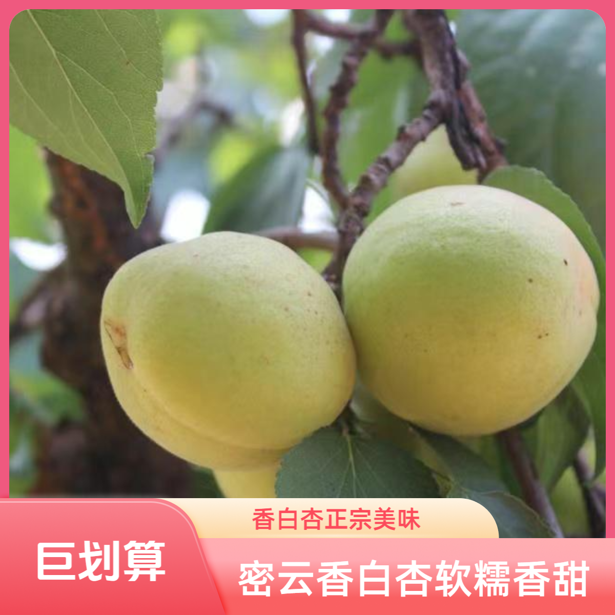 本地深山新鲜香白杏 现摘现发（微瑕、介意勿拍）北京市