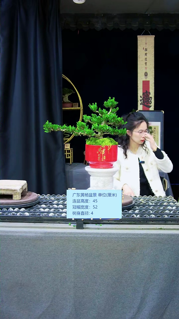 【闪购商品】黄杨黄杨盆景