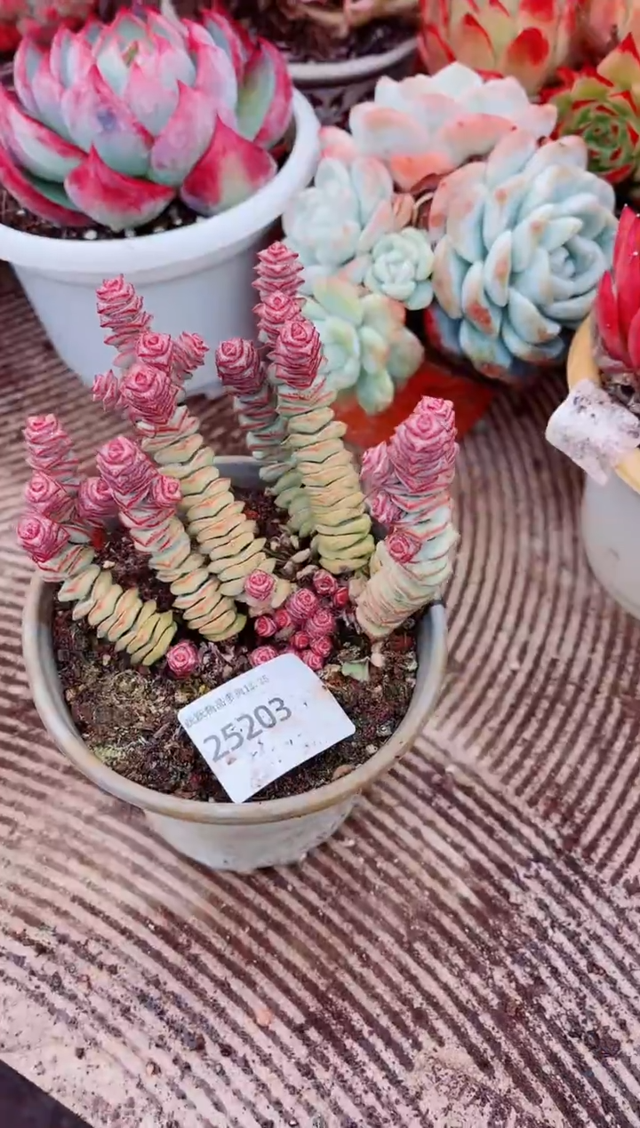 夏**风跃跃精品多肉25203