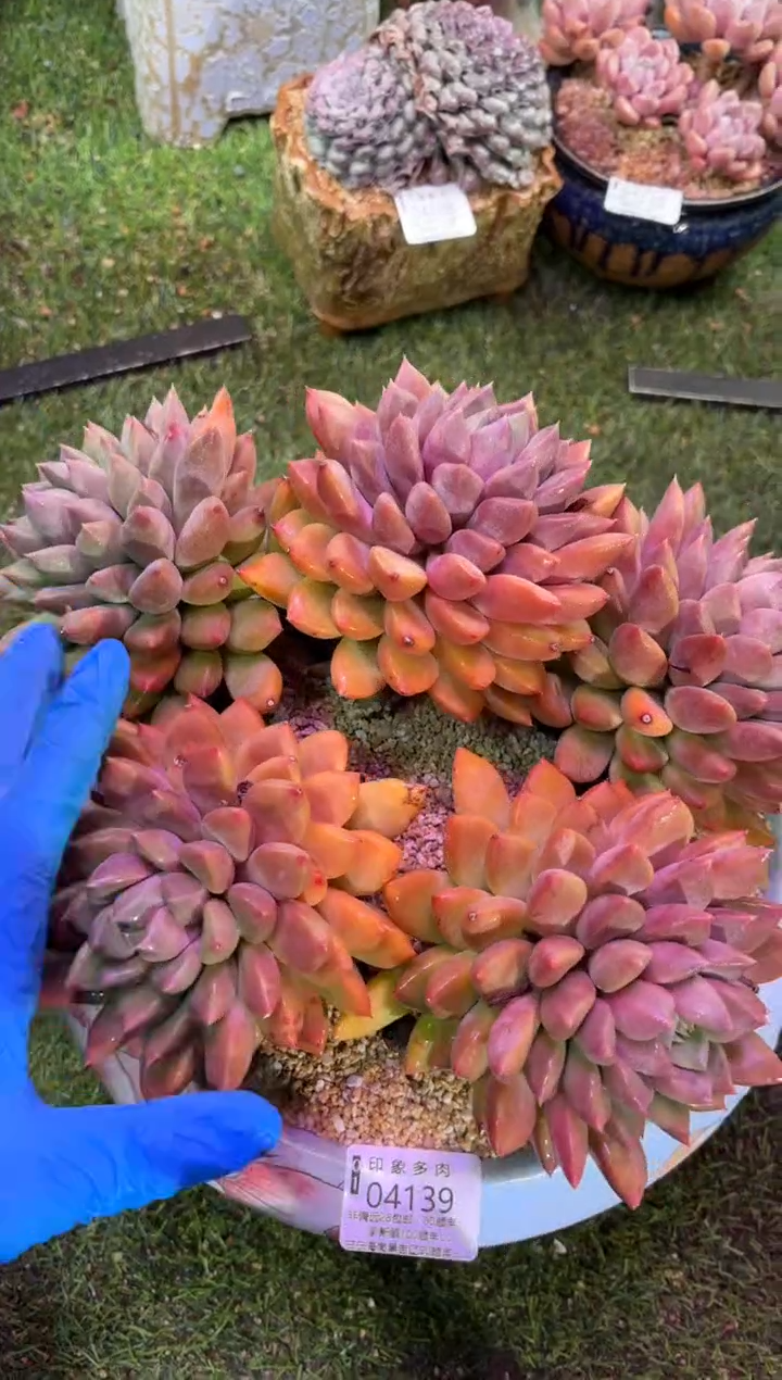 【闪购商品】04139