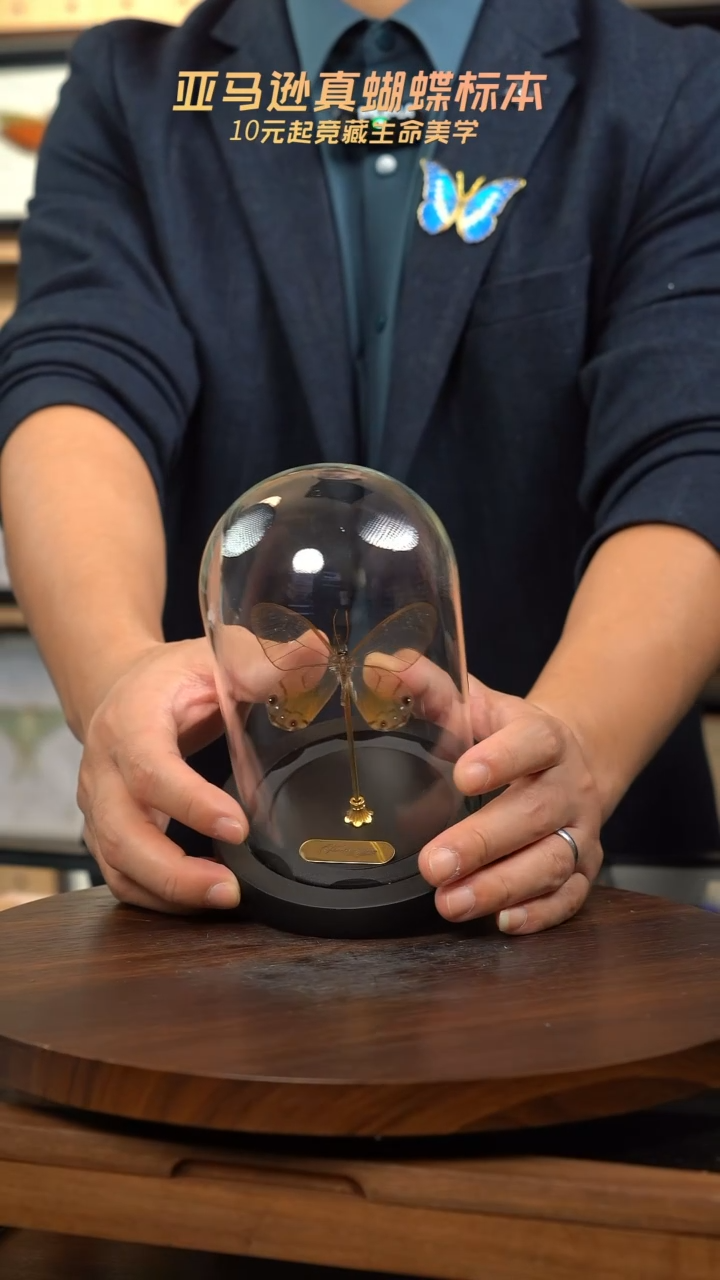 黄晶眼蝶小号玻璃罩