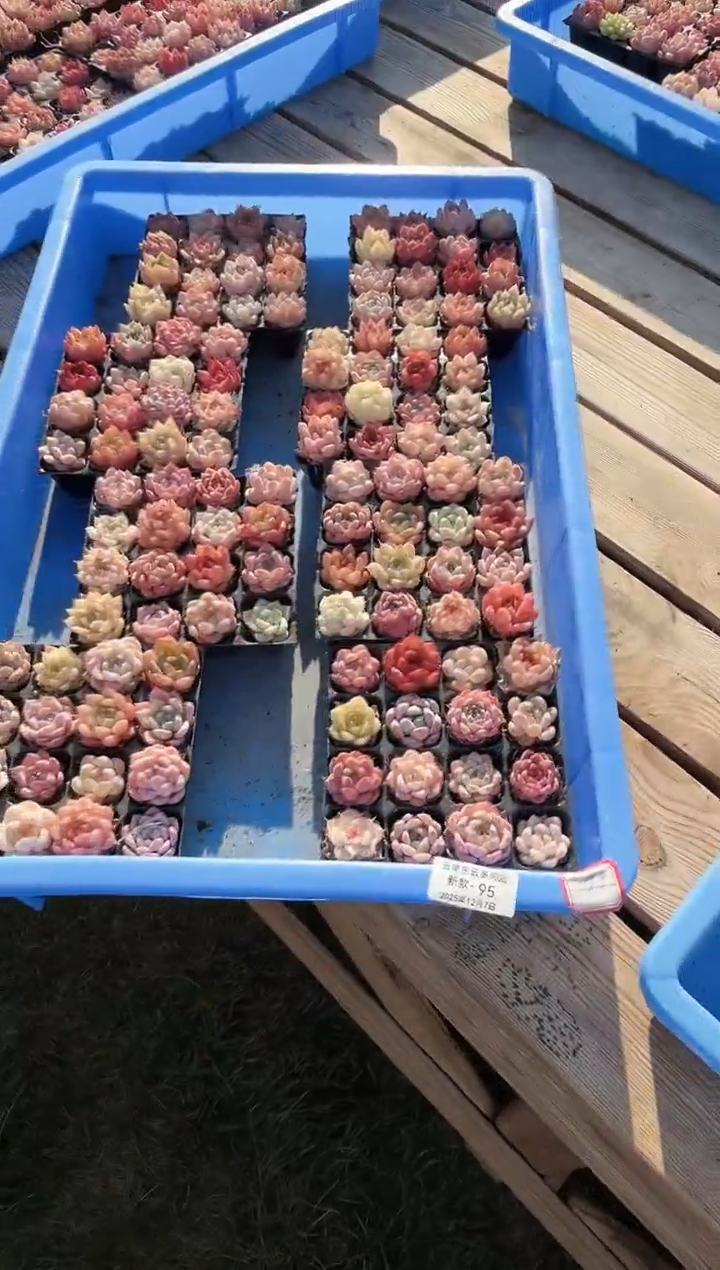 东云多肉园新款-95