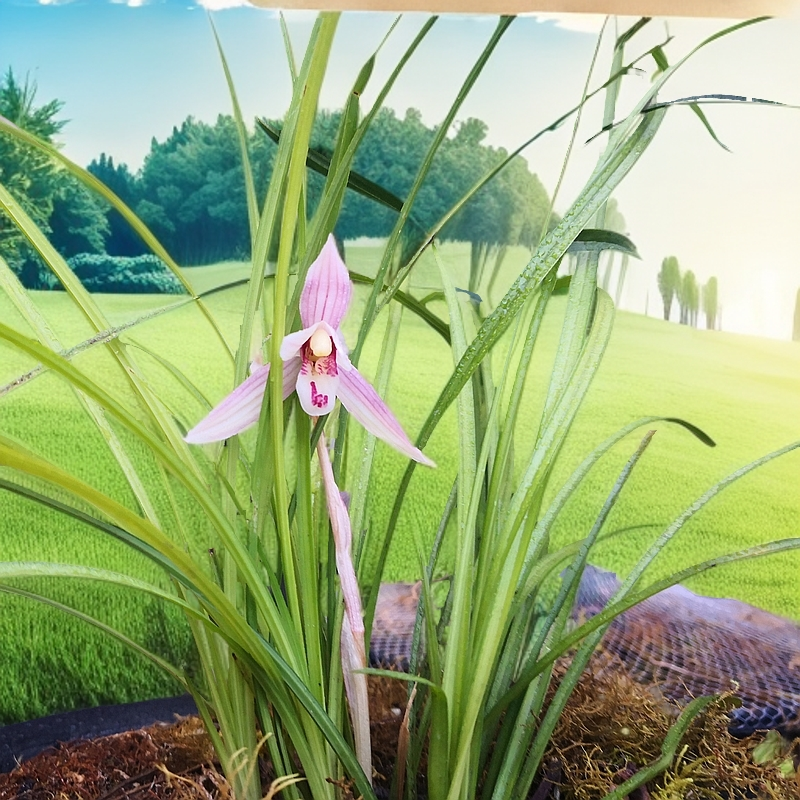 莲瓣兰扎西莲瓣兰资源专用链接建兰春兰蕙兰寒兰