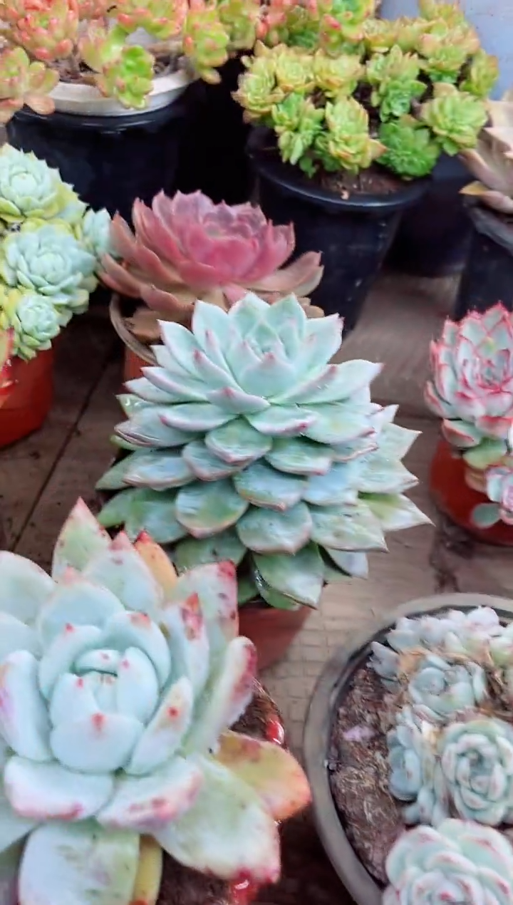 吖*22040多肉植物一物一拍