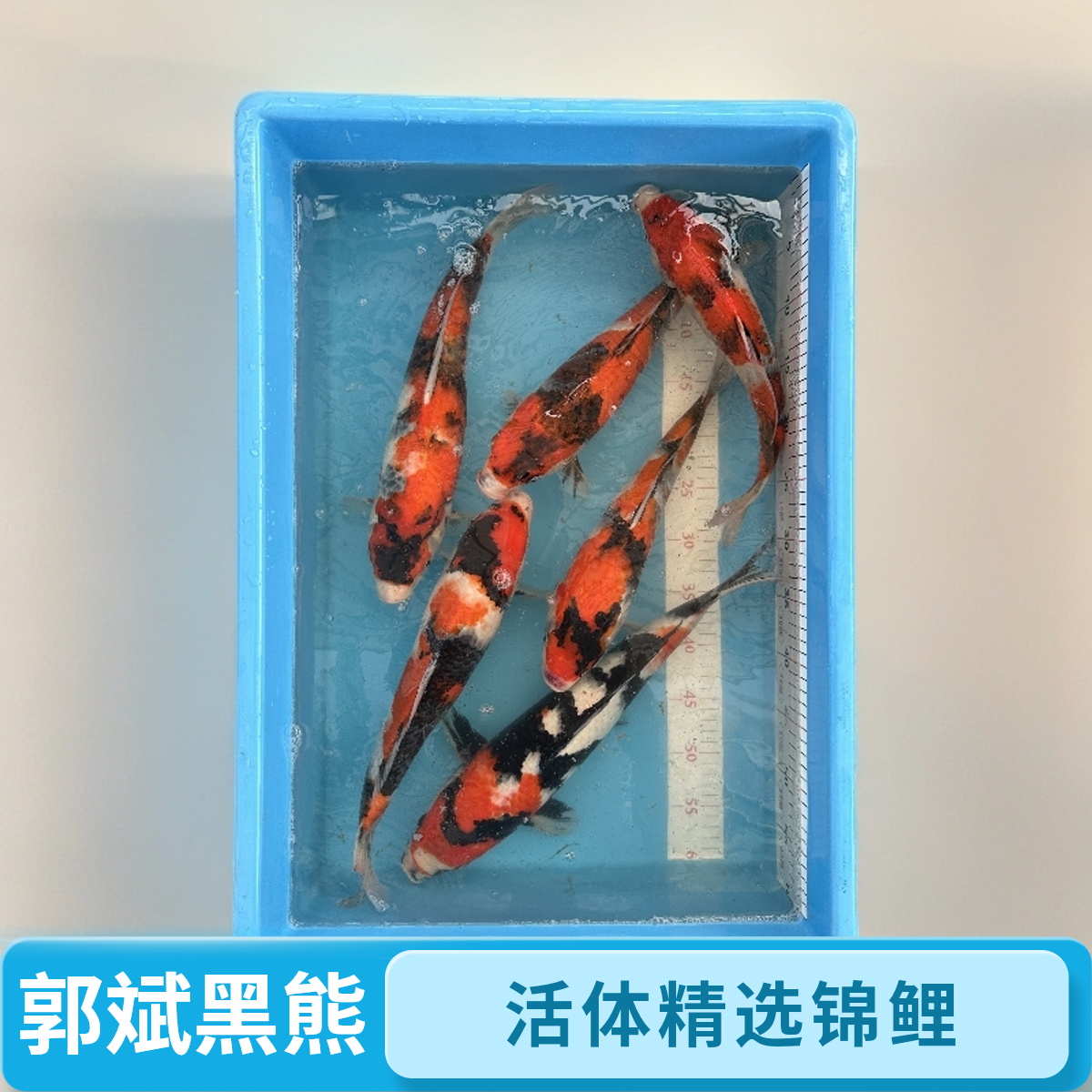  郭斌黑熊 25-35cm昭和和白写、海涛飓风红芥直播间挑选