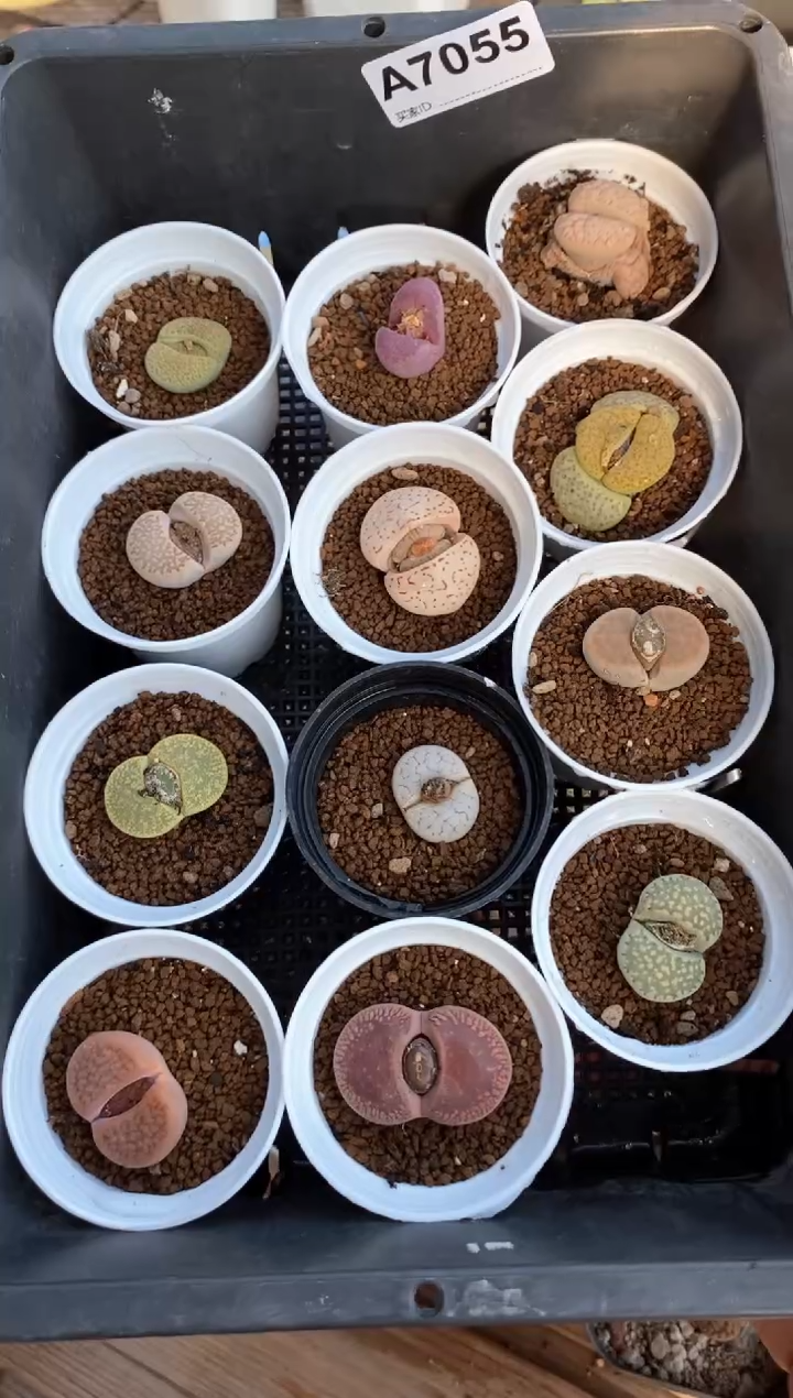 【闪购商品】7055带盆12盆