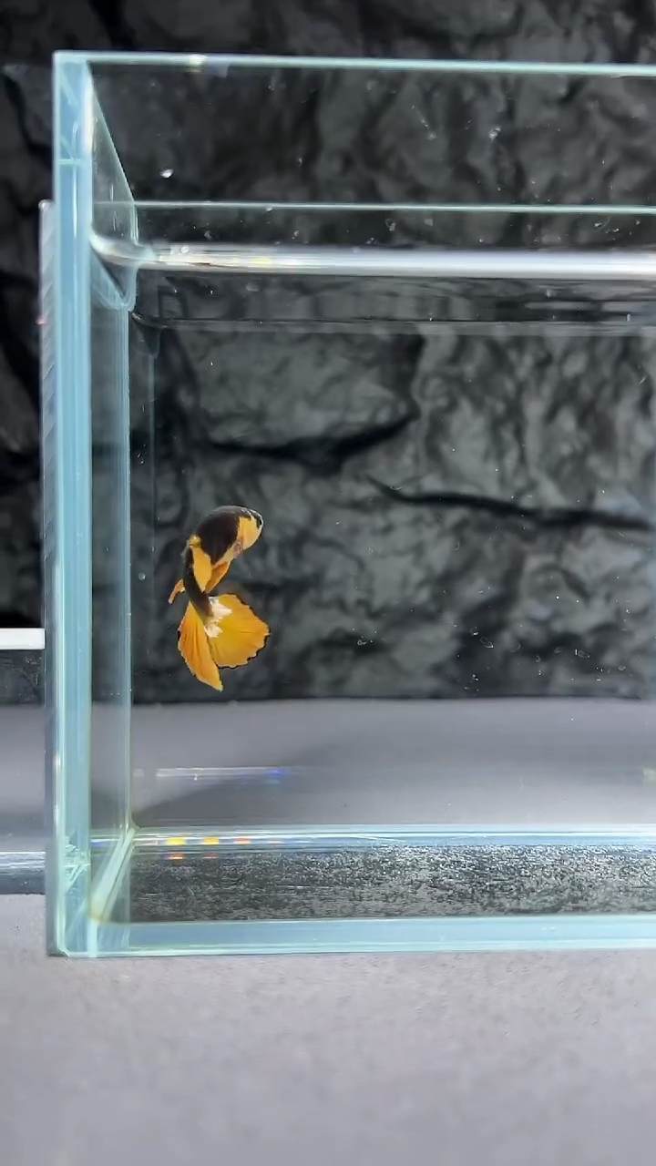 斗鱼竞拍链接A052