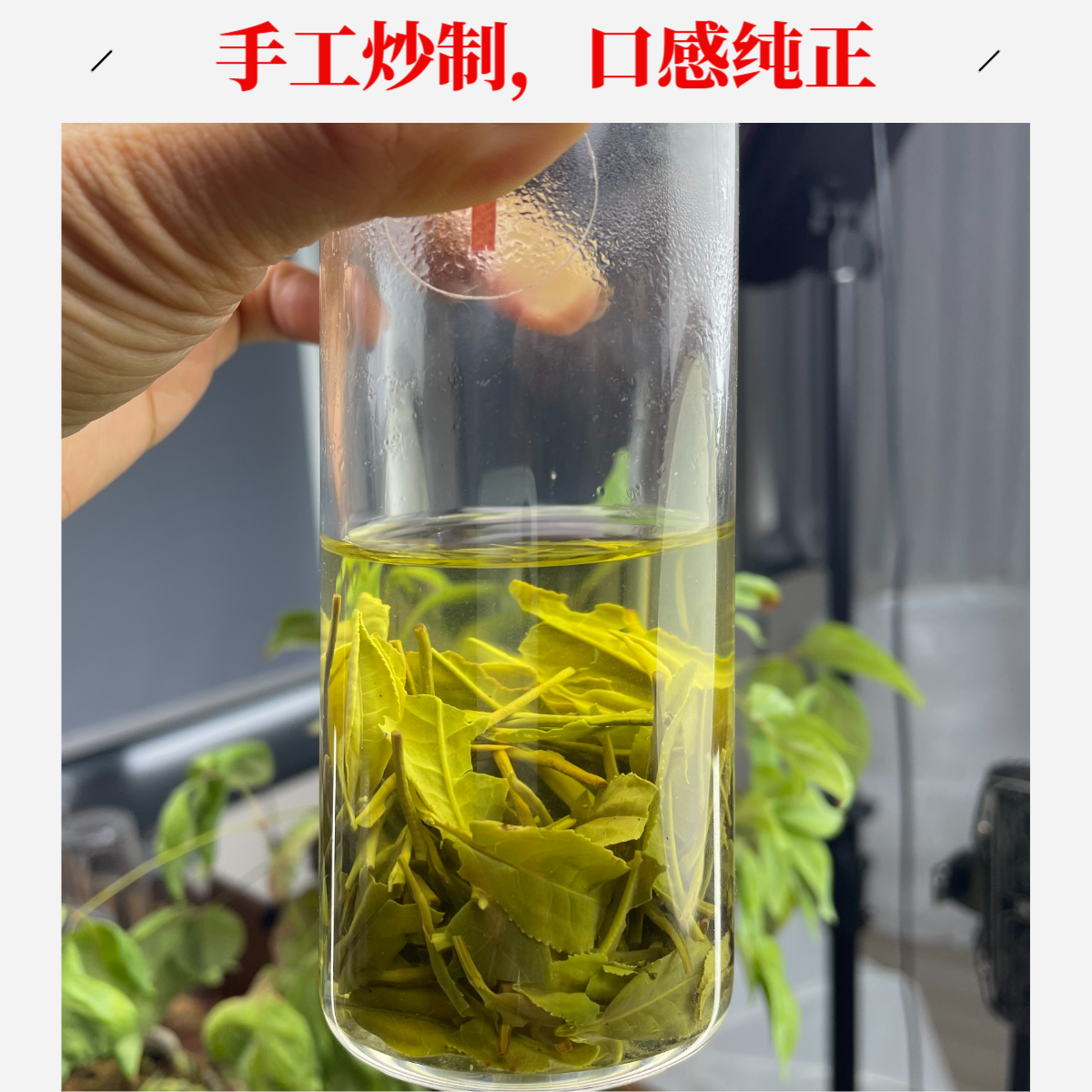 【纯手工】2025信阳毛尖 谷雨当天 手工茶