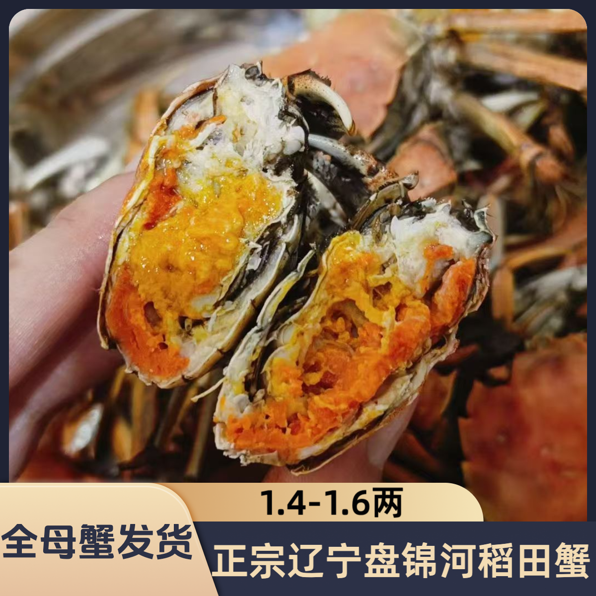 盘锦河蟹稻田蟹1.4-1.6两/只 2/3斤 （13-24只）全母 