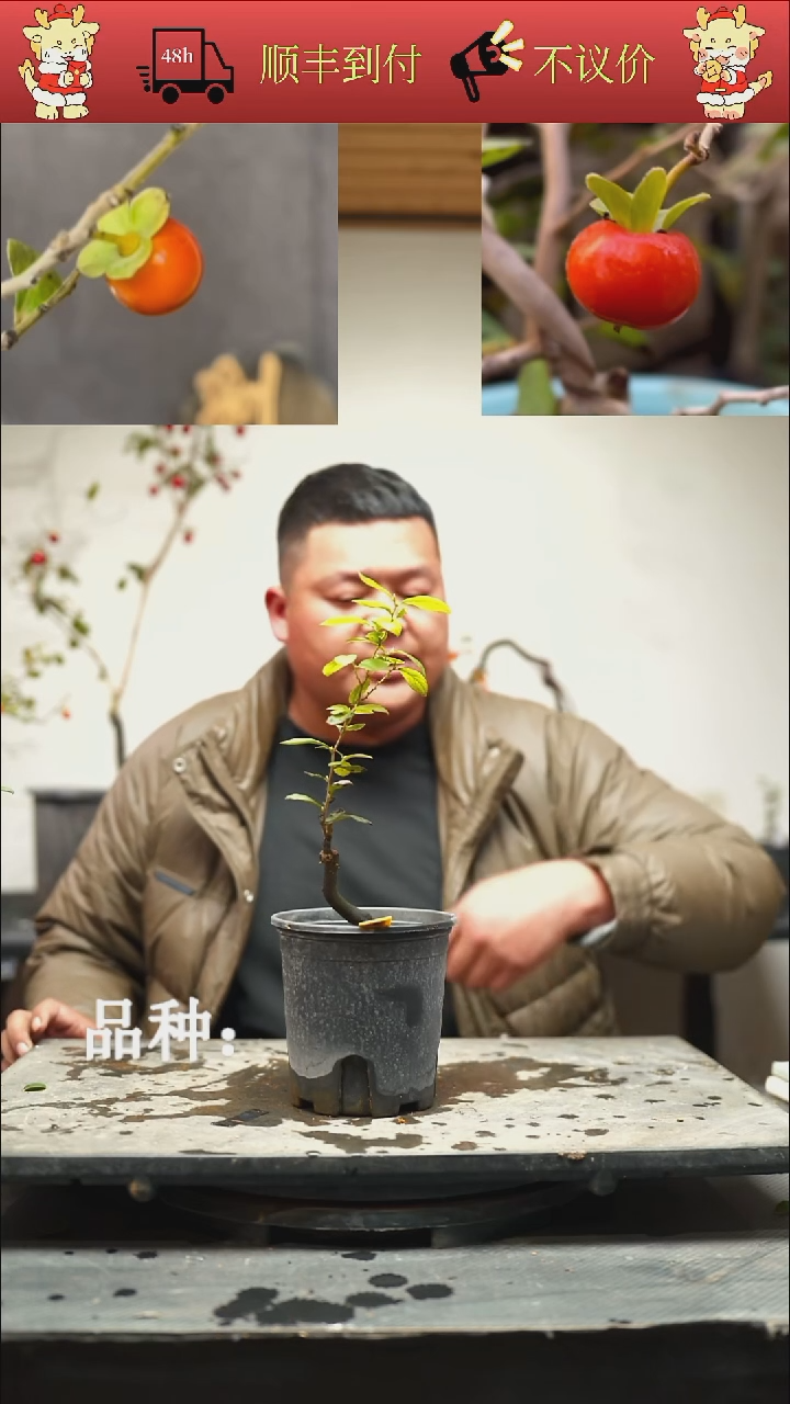 无花朵艺**社/100顺丰到付/251119/8/嫁接金玉满堂