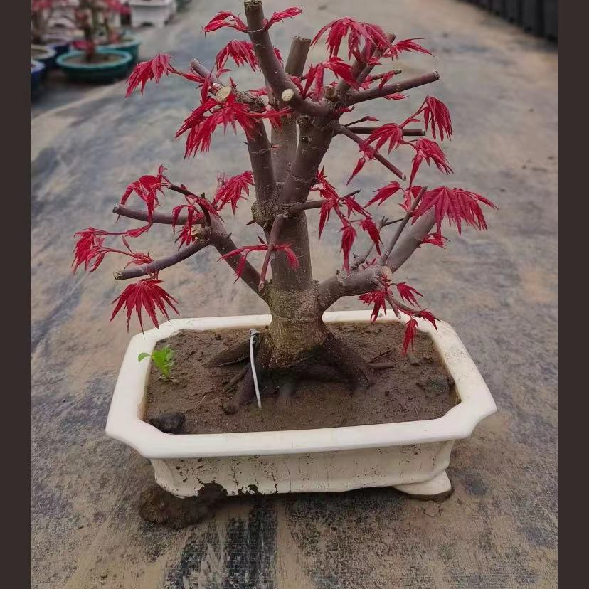 红枫盆栽小盆景盆景庭院绿植抗寒耐热三季红花卉造型植物枫树