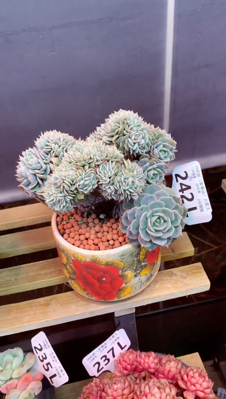 242L（一物一拍，精品多肉，所见即所得 ）