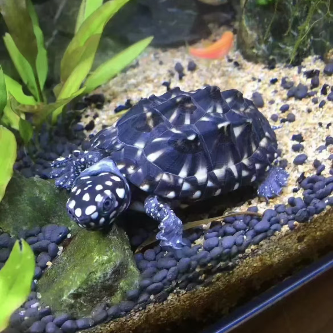 乌龟直播间下单链接包邮精品斑点