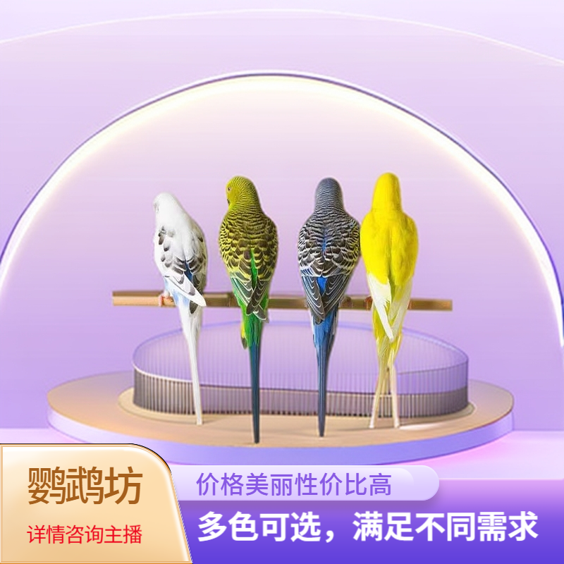 虎皮鹦鹉手养活鸟宠物包邮包活（以直播间为准）