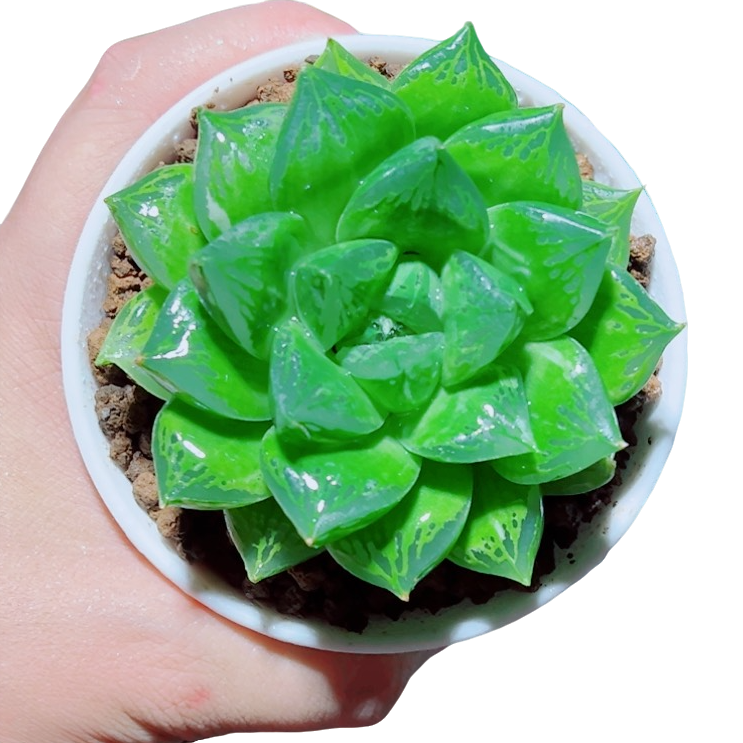 宝草玉露【满18包邮】