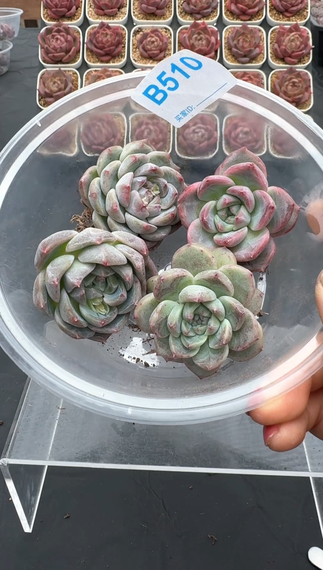 【闪购商品】510号一物一拍4-7cm包邮4颗